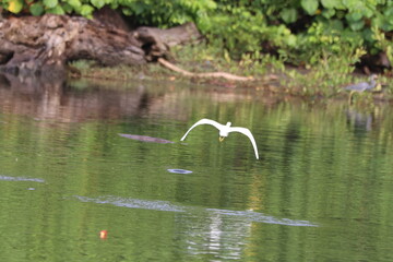 Snowy Egret banks over the murky river
