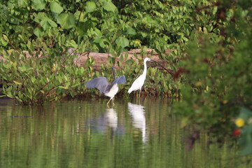 Birds in the River - Heron, Egret