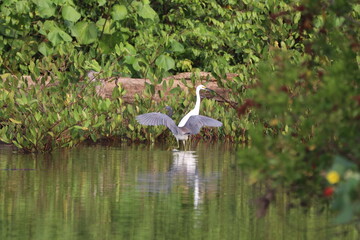 Tricolored heron fishing in the mangrove swamp