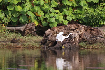Egret hunting for food along the shoreline