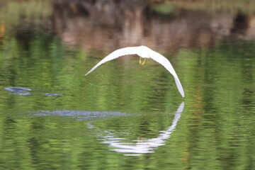 Little blue heron flies over still pond water