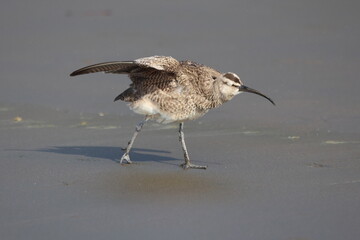Whimbrel on the beach stretching its wing