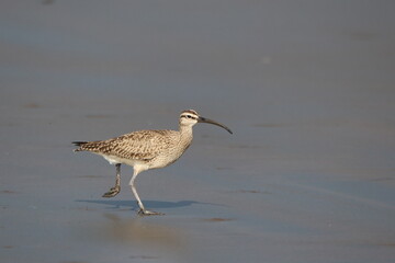 Obraz premium Whimbrel bird walking on sand bar