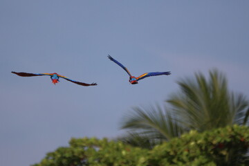 Scarlet Macaws In Flight Over Tropical Trees