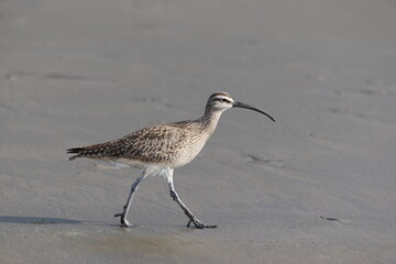 Whimbrel bird walking on the beach