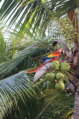 Colorful Parrot Feeds on Coconuts in Palm