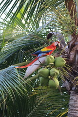 Scarlet Macaw Parrot feeds in a Coconut Tree