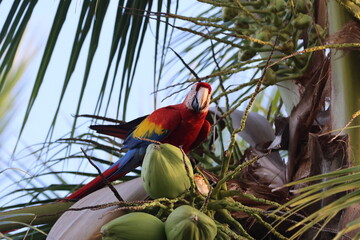 Scarlet Macaw in a Coconut Tree
