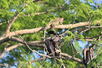Lizard and cormorants perched in sunny tree