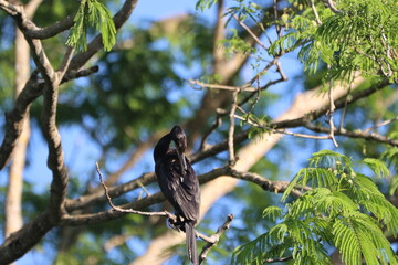 Double-crested cormorant preening in tree branches.