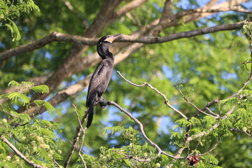 Neotropic Cormorant enjoying the canopy view