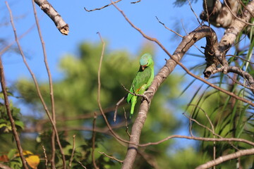 Turquoise-fronted Amazon perched in a tree.