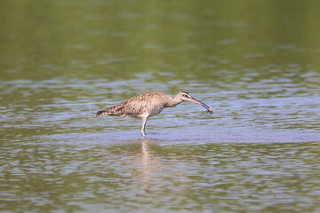 Whimbrel bird catching food in the water