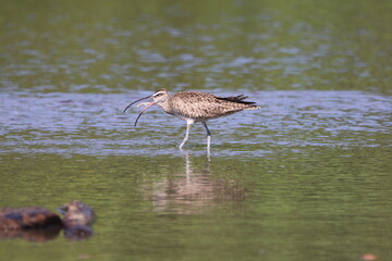 Whimbrel bird standing in the shallow water