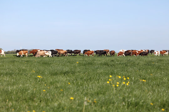 Herd of cows forming a row