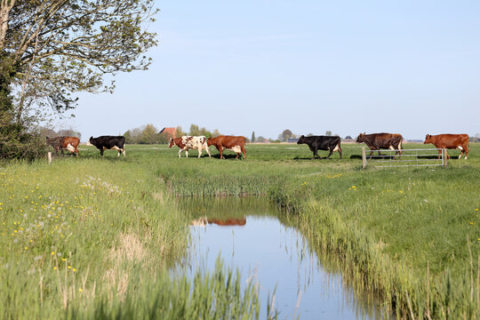 Cows in Friesland in spring