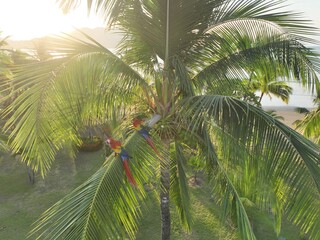 Macaws perch, overlooking Playa Organos, Costa Rica.