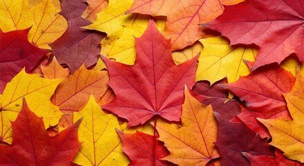 Fototapeta premium A vibrant close-up of colorful autumn maple leaves, creating a textured background.