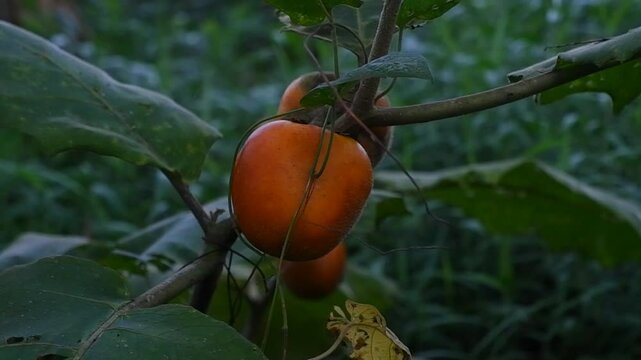Terung Dayak or Hairy-fruited eggplant (Solanum lasiocarpum) in the forest.