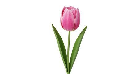 Fototapeta premium A beautiful pink tulip with lush green leaves against a white background