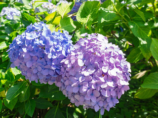 青と紫のアジサイの花