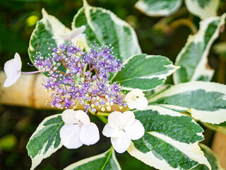 斑入りの葉のガクアジサイ