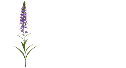 Beautiful illustration featuring a violet flower against a pristine white backdrop