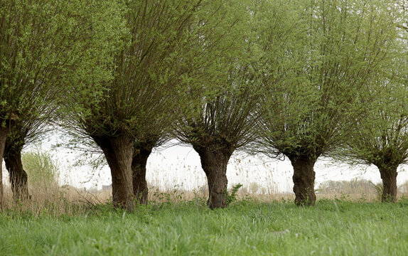 Row of willow trees on the countryside