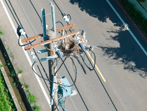 Bird Nest on Utility Pole with Power Lines