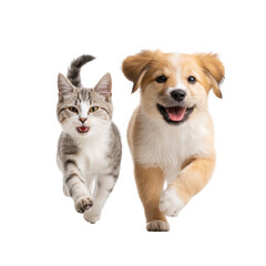 Obraz premium A playful golden retriever puppy and a cheerful tabby cat joyfully running towards the camera. showcasing their friendship in a bright. white studio setting. perfect for pet-related content