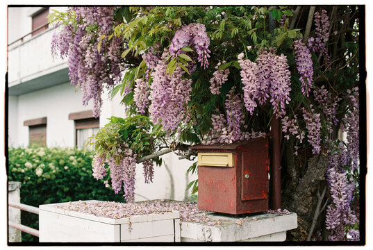 Wisteria Vine Overgrowing Mailbox and Concrete Post