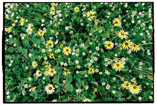 Mixed Wildflowers and Clover in Lush Green Grass