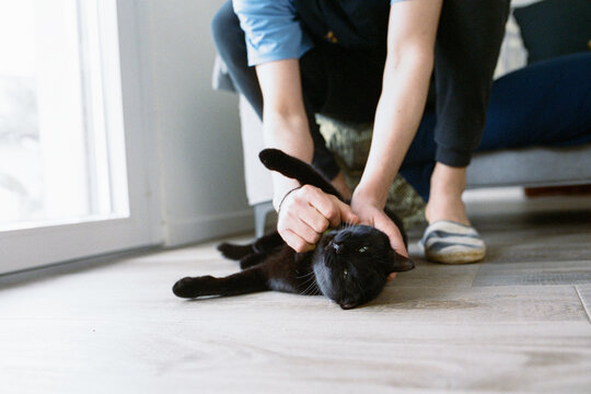 Man scracthes under the chin a cat laying with belly up