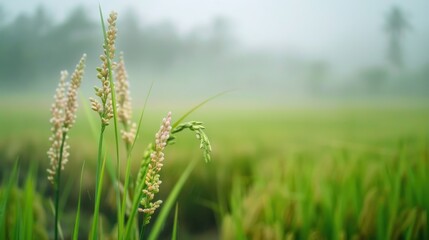 Rice field in misty morning