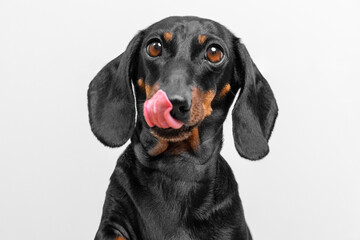 Cute dachshund with tongue out and ears perked up, sitting against a plain white backdrop,...