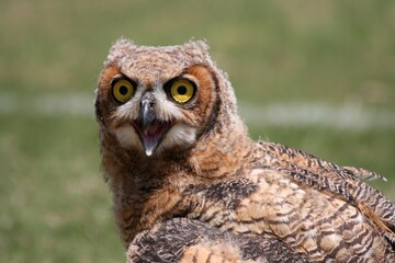 Owl