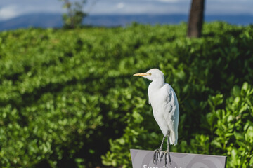 Bird in Hawaii