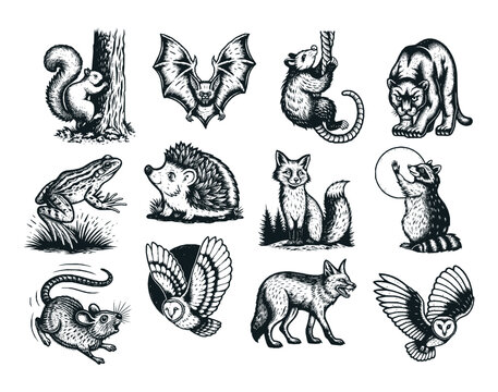 A collection of 12 black and white illustrations featuring nocturnal and forest animals like bats, owls, foxes, and hedgehogs. Ideal for nature prints, storybooks, tattoos, and woodland-themed designs