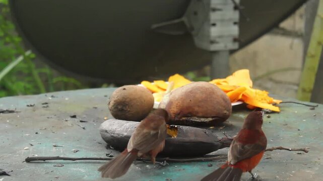 Silver-beaked Tanagers (Ramphocelus carbo) Fighting over Ripe Banana on Stone Table in Garden