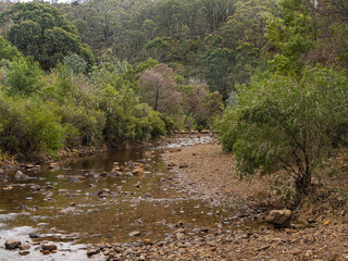 Shallow Creek Runs Between Verdant Vegetation