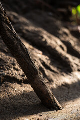 Aged wooden stick embedded in sand, weathered by time and nature