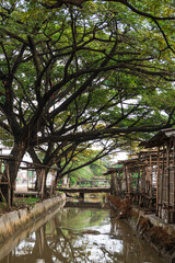 A small muddy river shaded by large trees along its banks