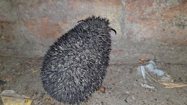 Indian Hedgehog (Paraechinus micropus) Sniffing and Walking on Ground &ndash; 4K Footage