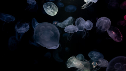 jellyfish at aquarium, dangerous animals