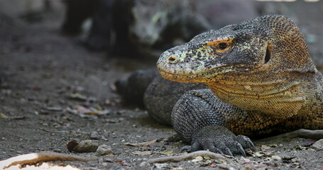 Large Komodo dragon resting on the ground in Komodo National Park, Rinca Island, Indonesia, highlighting impressive scaly skin and powerful claws, embodying the essence of a prehistoric predator