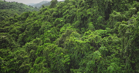 Aerial drone footage captures the breathtaking expanse of vibrant green vegetation blanketing the mountainside, creating a mesmerizing tapestry of nature's untouched beauty in a tropical rainforest