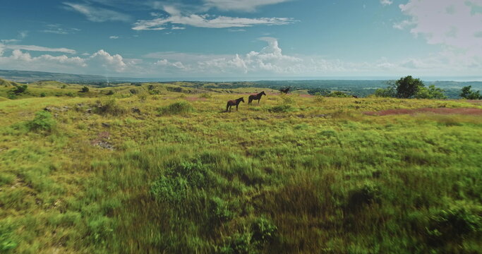 Aerial view of horses grazing peacefully on the lush green pastures of Sumba Island, Indonesia, with the vast expanse of the ocean visible in the distance under a cloudy sky