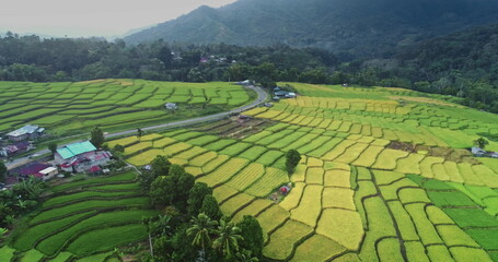 Lush green and golden rice terraces hillside, stunning patchwork under soft light. A winding road through the fields, picturesque views of rural landscape. Natural background. Aerial drone flight