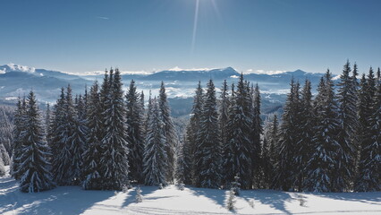 Capturing an aerial view of a wild forest blanketed in snow, sunny winter day with majestic mountain range and fluffy clouds in blue sky in the background. Winter wild nature travel background