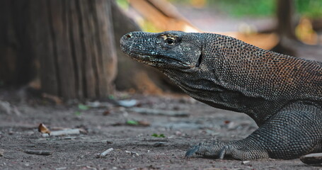 Large Komodo dragon (Varanus Komodoensis) walking on Rinca Island in Komodo National Park, Indonesia, a popular tourist destination for wildlife viewing